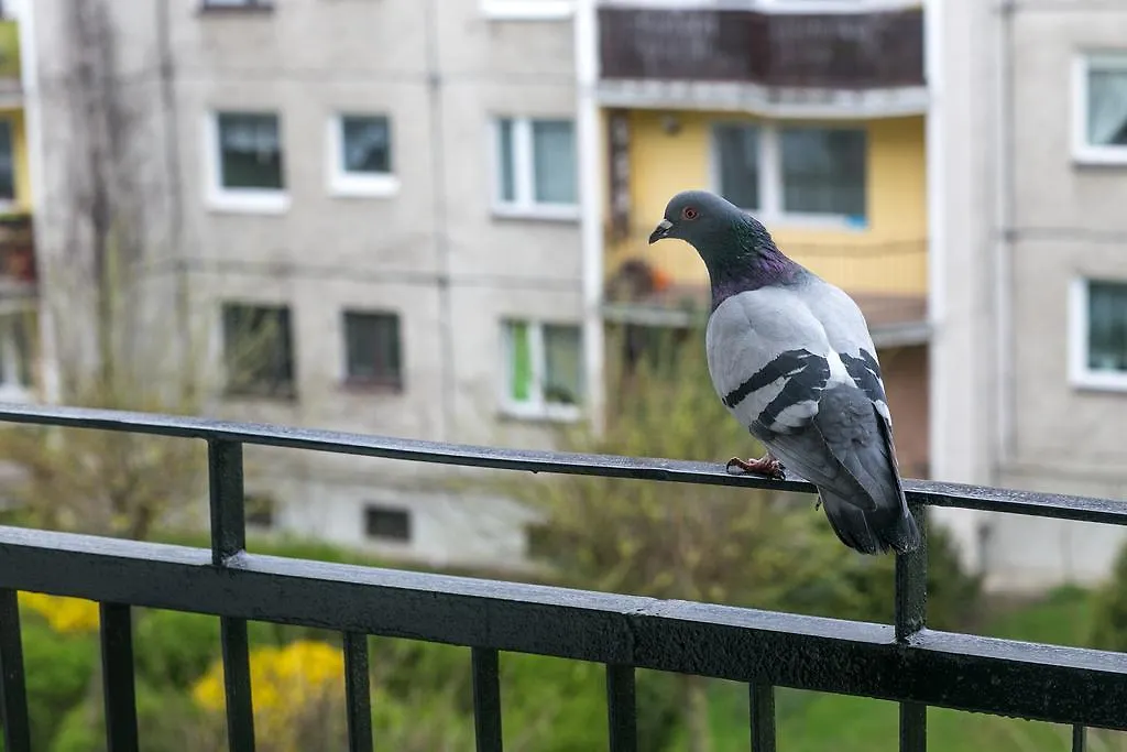 Freedom Apartment Gdansk Poland